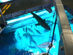 shark tank pool golden nugget